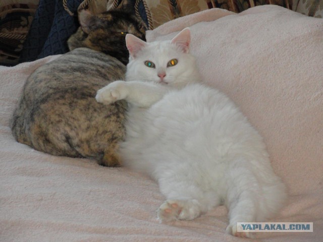 Котовторник 19.02.2019
