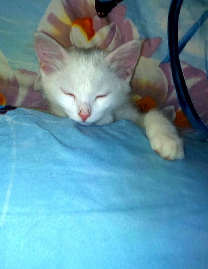 Котовторник. Начало.