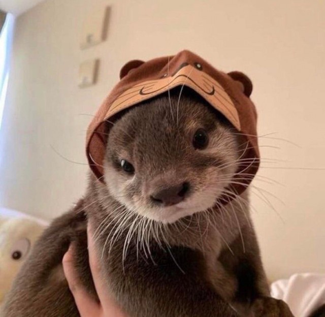 Живность из сети