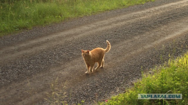 8 основных законов котиков