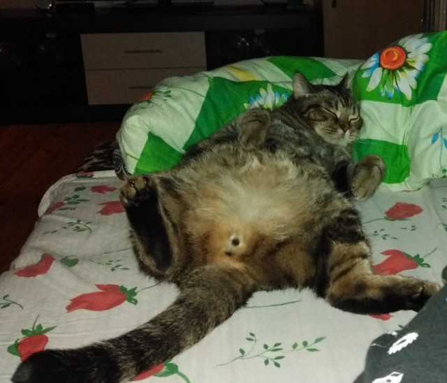 Котопост