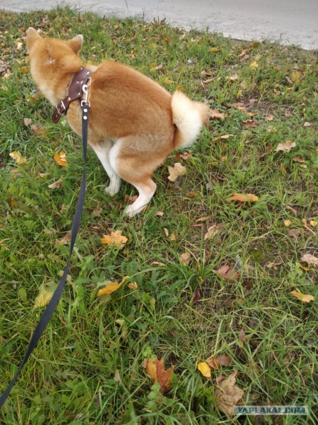 Собакочетверг. Нам сегодня 7 лет!