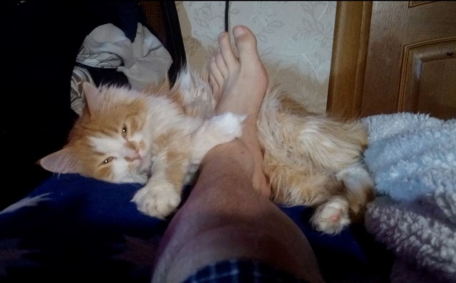 Как меня кота на пару дней попросили приютить