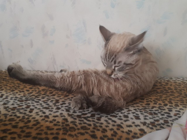 Зверушки