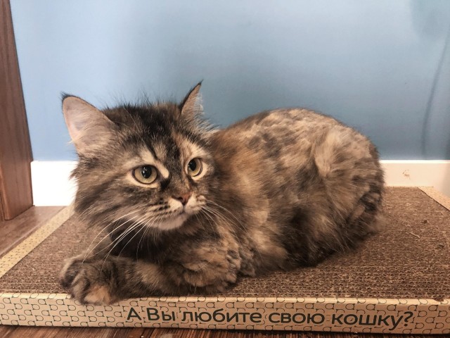 Эти забавные животные