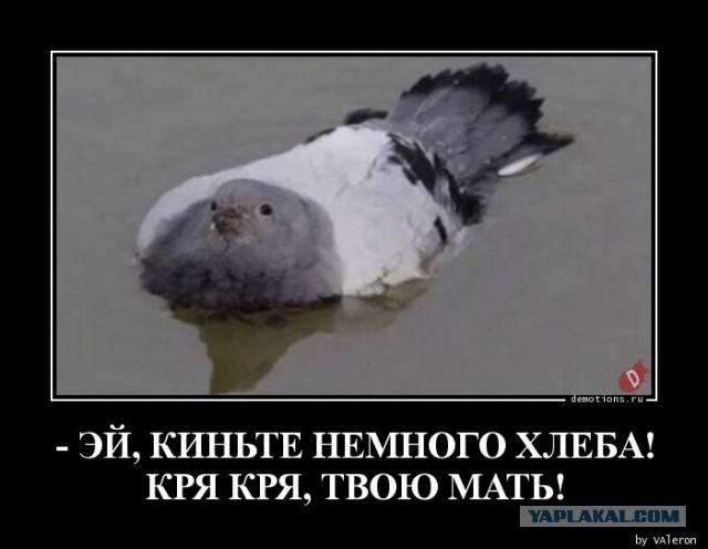Голубь. Остросюжетный фотосериал.