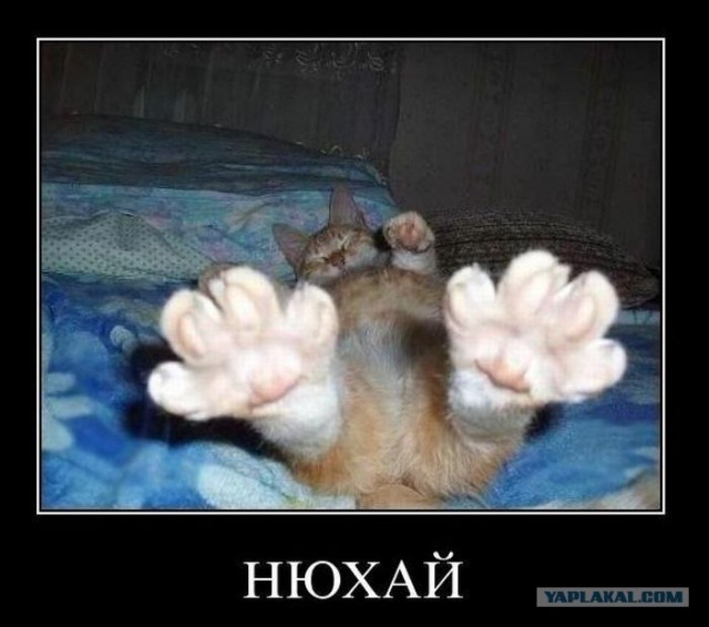 Фотожаба: Ноги котэ