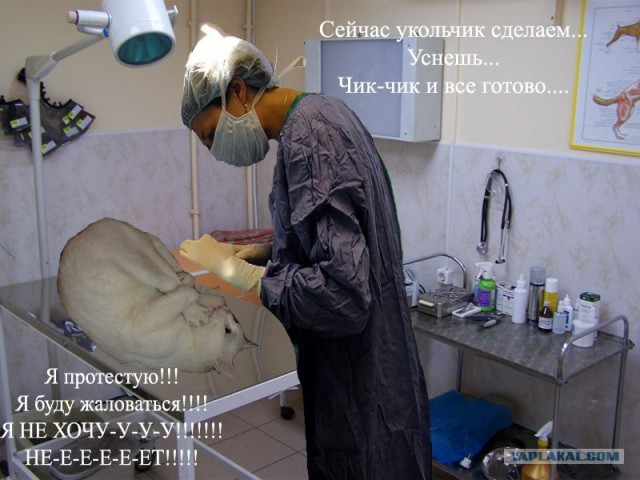 Котэ-креведко
