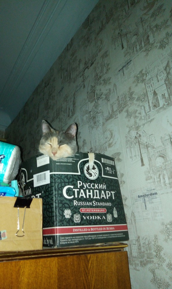 Вторник-кото