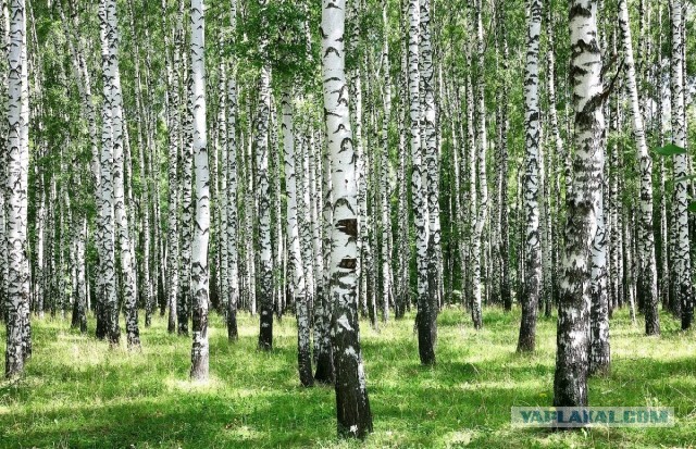 Реми жжот