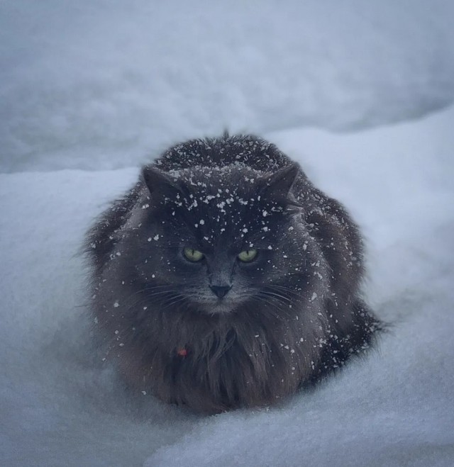 Котовторник. Картинки и буквы 08.02.22