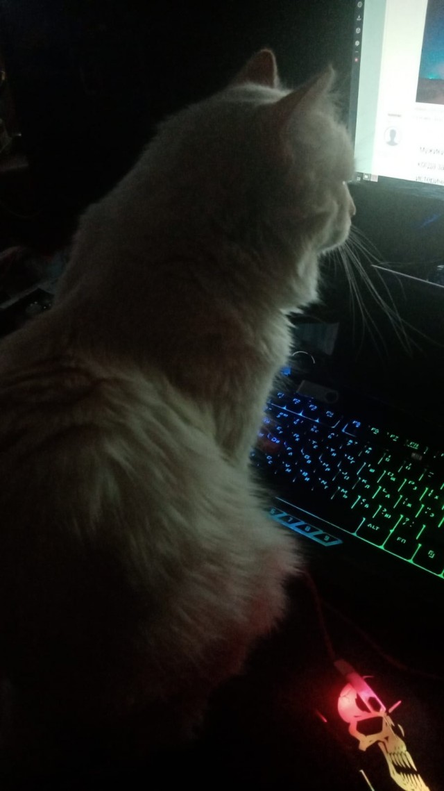 Котовторник вроде.