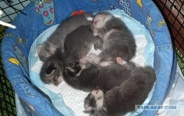 Котовторник вроде.