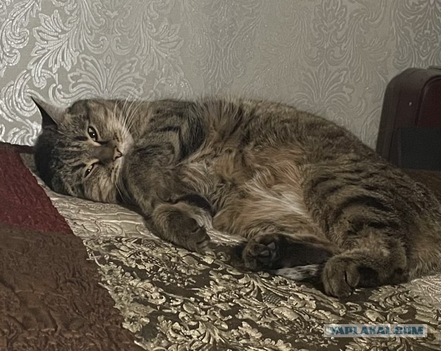 Коты. Филя, Пуся, Вася