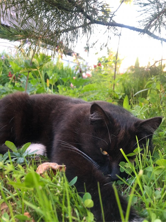 Ура! Котовторник.