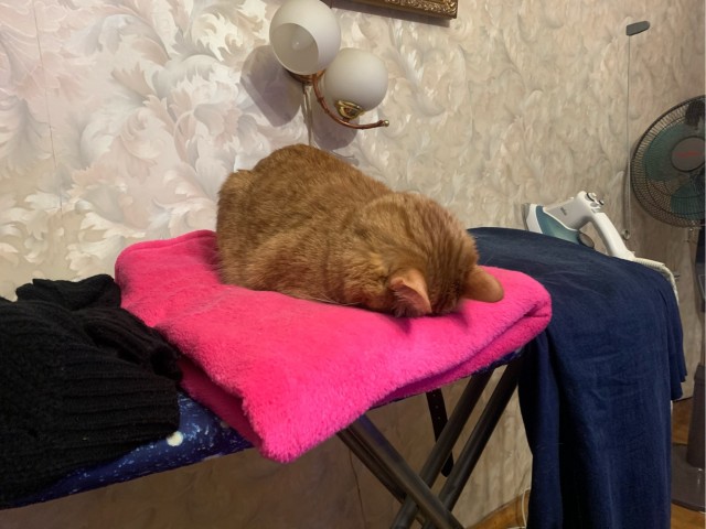 Котовторник 19.07.22