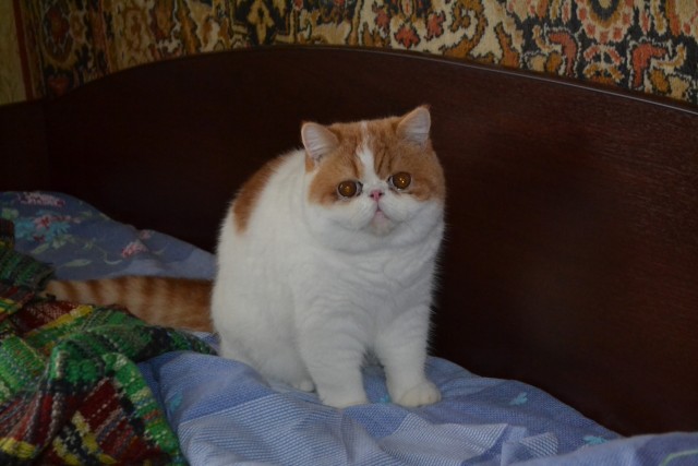 Дадим имя коту!?
