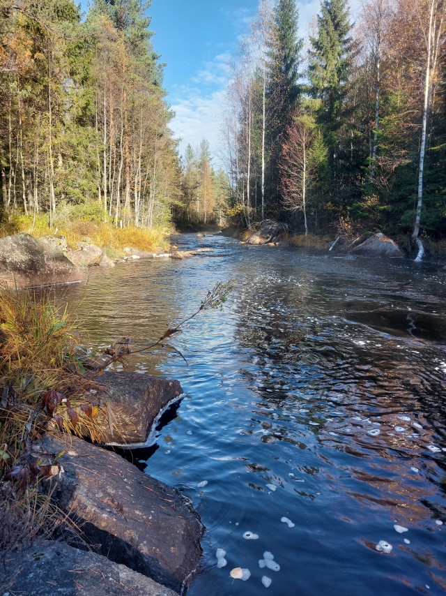 Лесной пейзаж