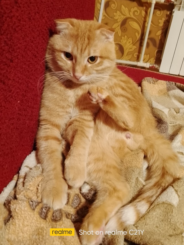 Котовторник 18.10.22