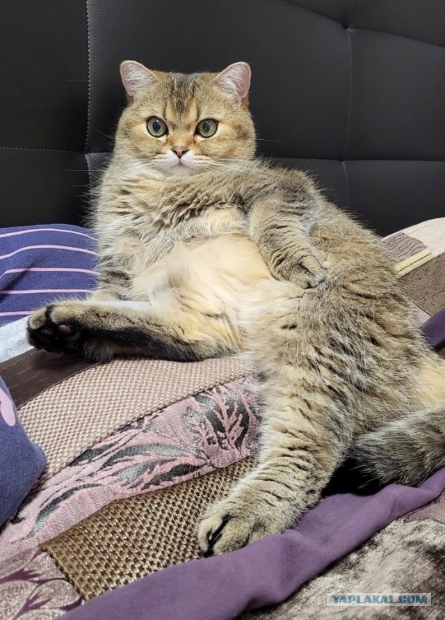 Шерстяной котовторник. Октябрь 2022