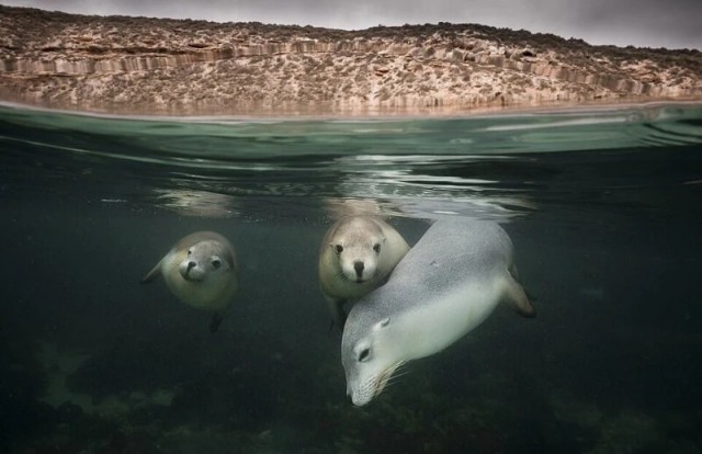 Победители фотоконкурса Ocean Photographer of the Year 2022