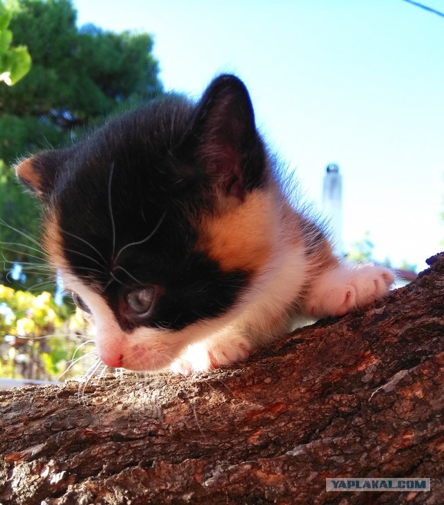 Мой котовторник