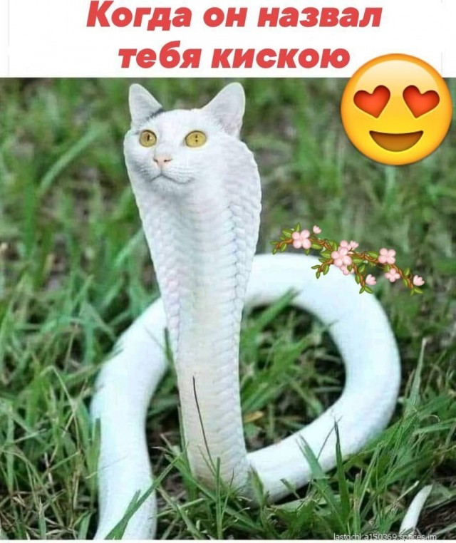 Юмор в картинках и без