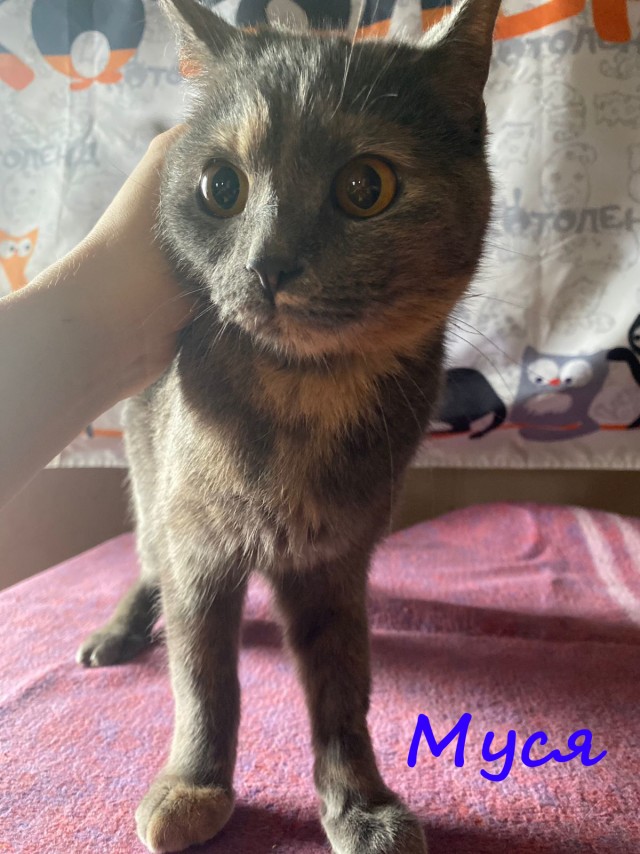 Жизнь домашнего приюта "Котоленд" 380