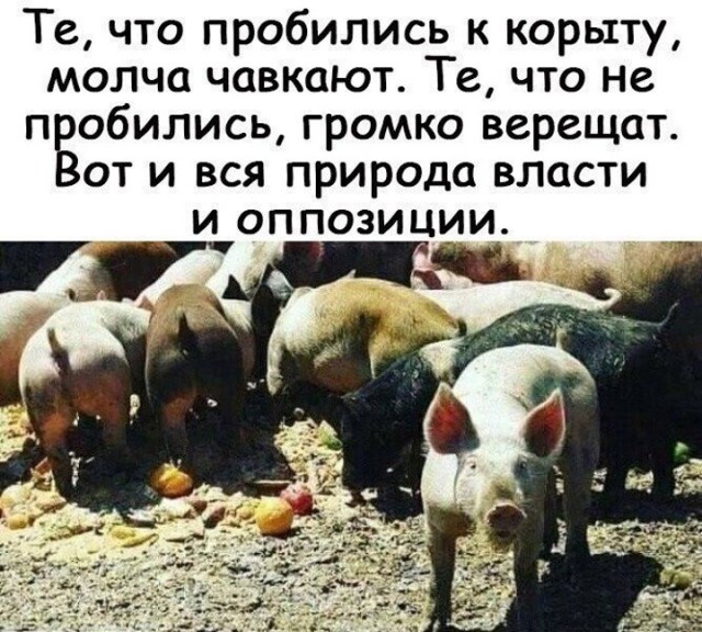 Картинки и мемы, это май-чародей всяко разно - 177