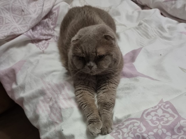 Котовторник 7.11.23