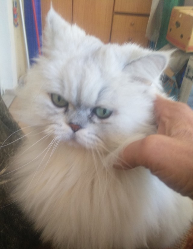 Как кот провожает меня на работу после праздников