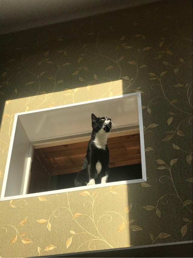 Всех с котовторником