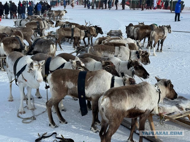 Покажу свой Чум