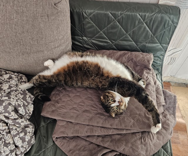 Котенок для дочки