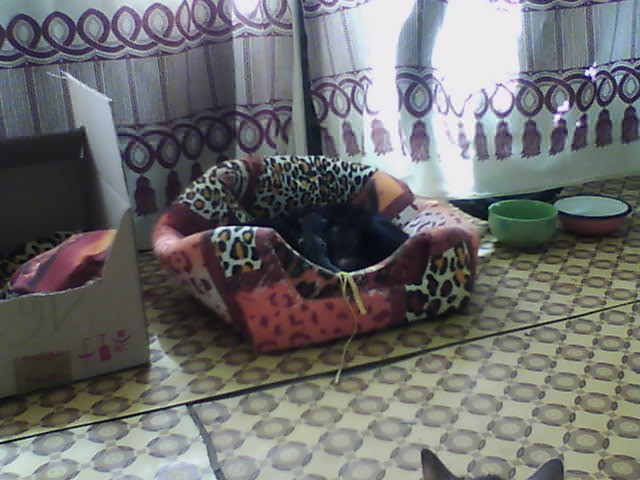 Кошачье пополнение