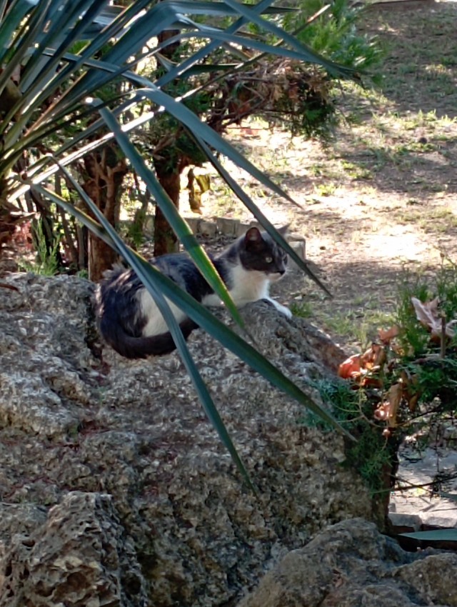 Котовторник!