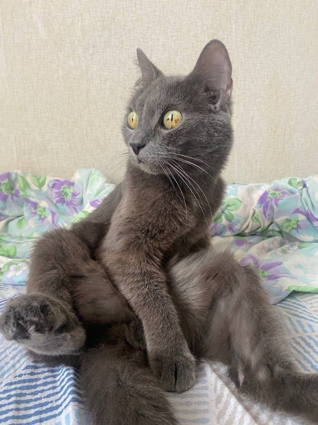 Поверья о кошках
