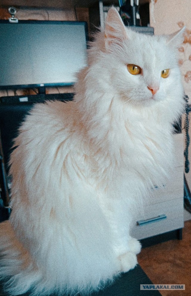 Котовторник, Ласточкино гнездо 2024