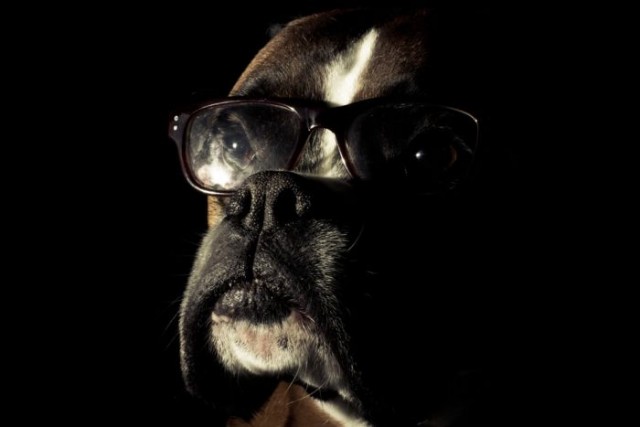 10 самых агрессивных пород собак