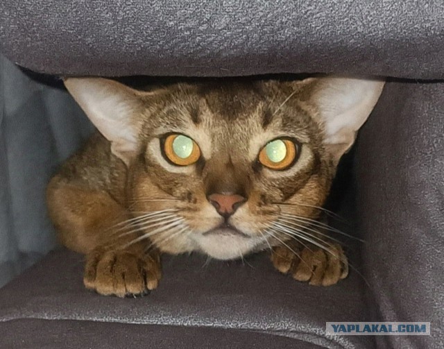 Ночной котовторник