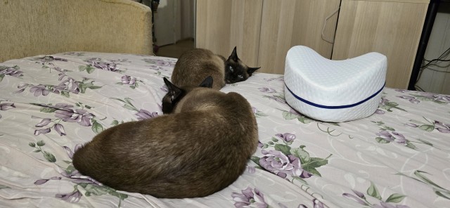 Котовторник продолжается