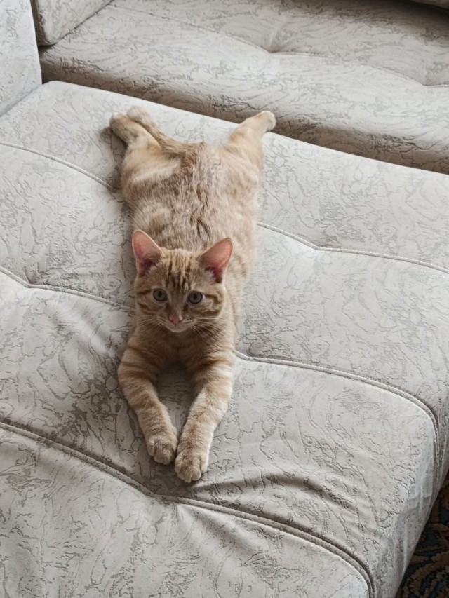 Котовторник.