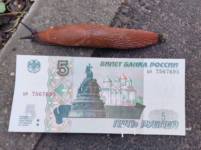 Испанские слизни уже начали появляться в Москве