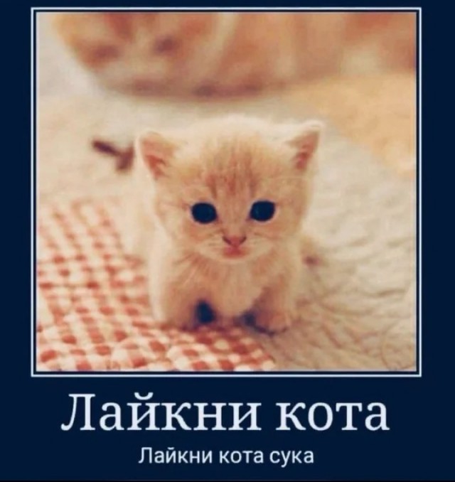 Псто для Пашкета