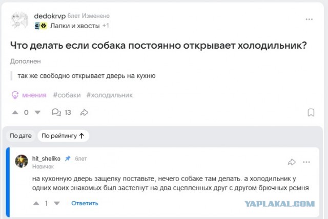Собаки или кошки ?