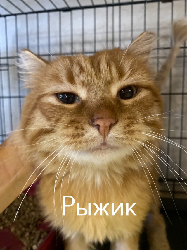 Жизнь домашнего приюта "Котоленд" 509