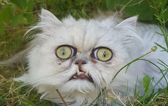 Котики