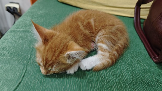 Котовторник?