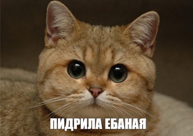 Ох, если бы не забор...