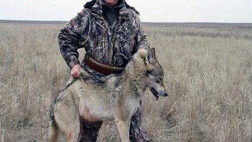 Даешь сафари в городе